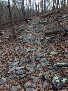 What makes the first part of the course crazy: three miles of rocky trail like this.  When the rocks are wet, very slippery