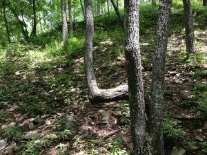 As I ran past this tree, i swear it looked like a Deer running past me.  So much so that I flinched