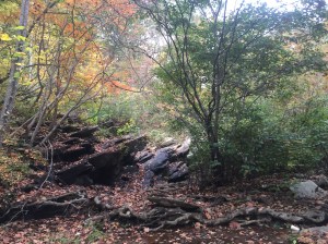 Beautiful section of trail.  This was my first run on this section